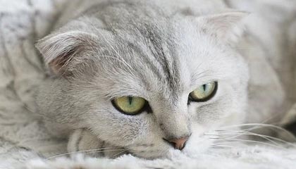 开云-马竞连续胜利，冲击西甲领先位置，马竞西甲捧杯