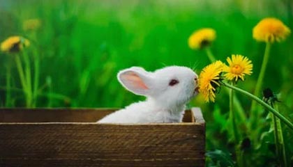 开云体育-山东泰山锋线搭档状态火热，山东泰山顶峰