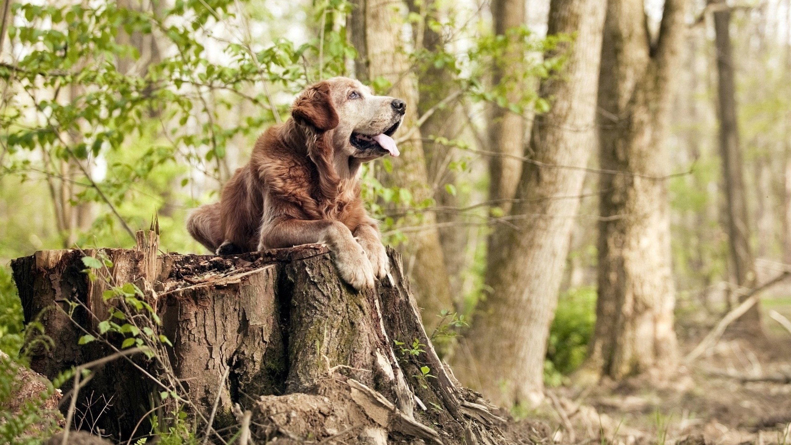 开云官方平台-_冬季赛事依旧火热：在冰雪之外燃起运动激情_，冰雪运动比赛视频