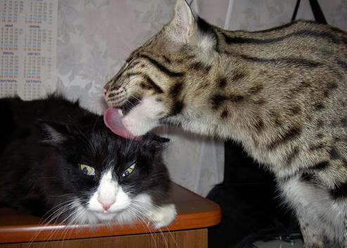 开云综合服务-_雄鹿再创奇迹，字母哥三双制胜_，字母哥雄鹿报道视频