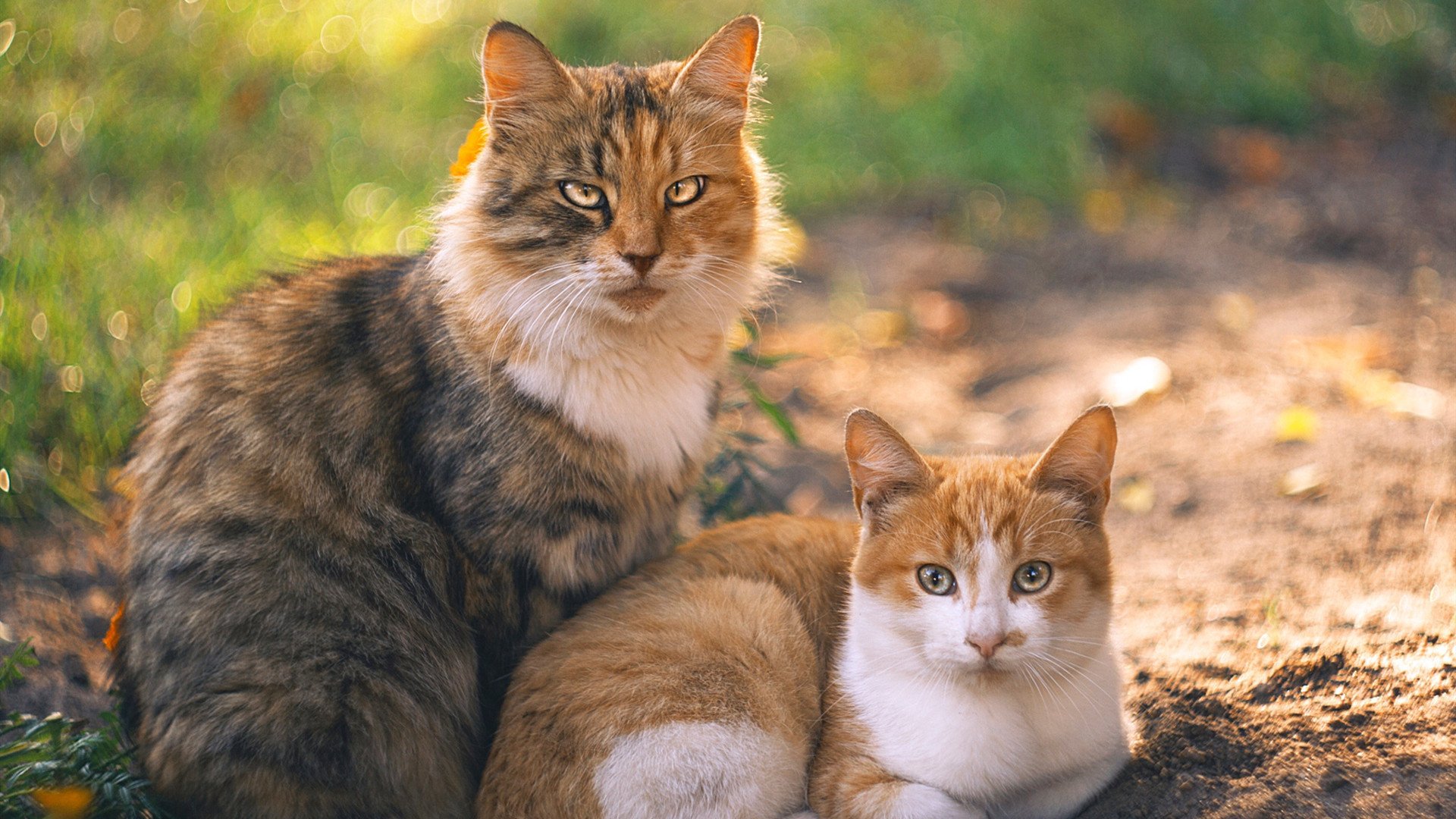 开云体育官网-“中国足球青训学院正式揭牌，培养未来之星”，中国足球青训学校