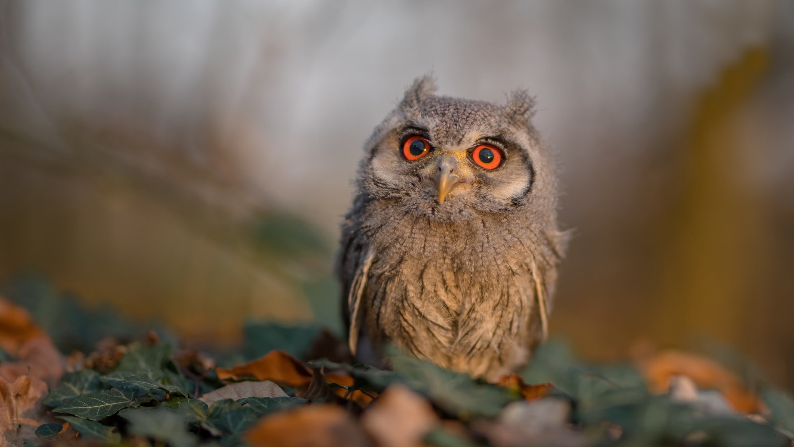 【青春新星】年轻运动员向丁俊晖学习训练秘籍,丁俊晖教程