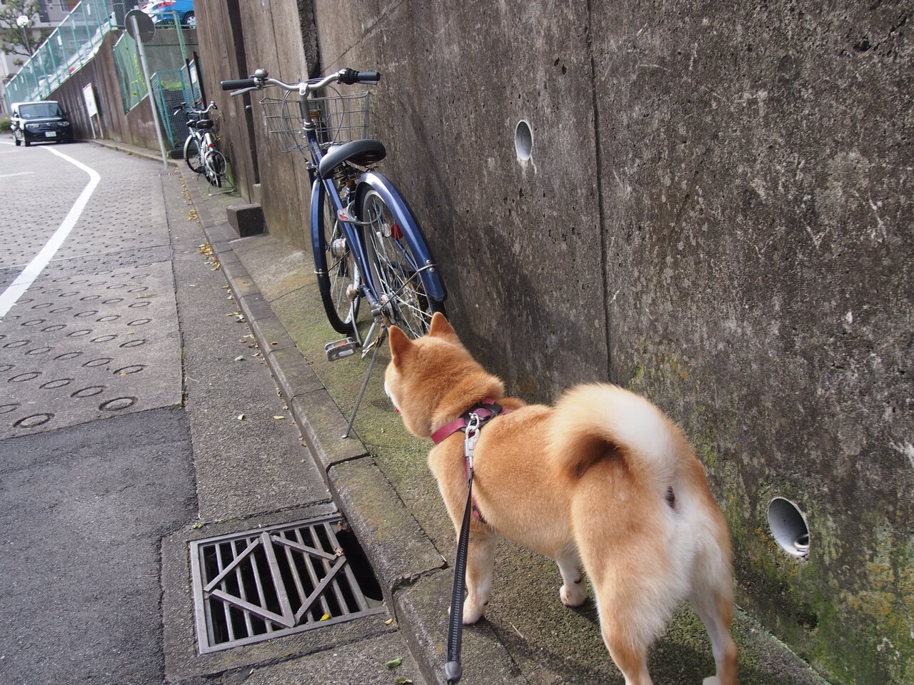 中国篮球媒体报道质量显著提升,中国篮球产业