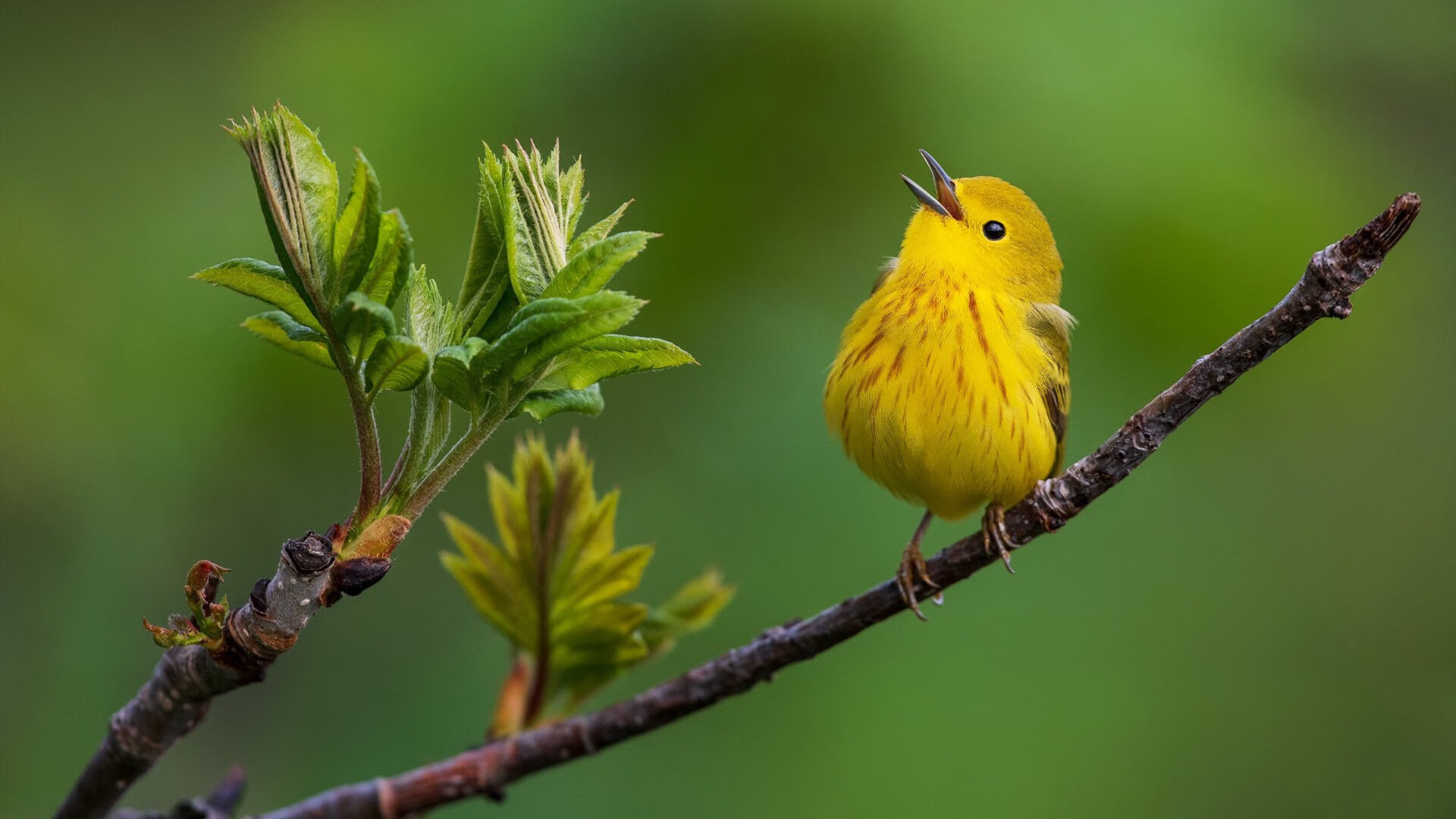 全国青少年“篮球裁判”实训营在北京举行,提升裁判水平,校园篮球裁判培训