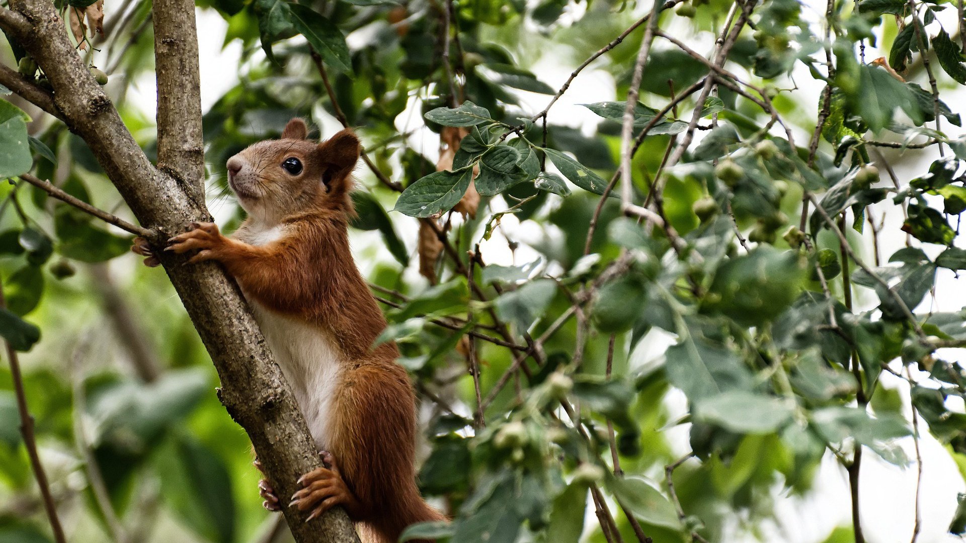 北京青少年篮球夏令营一周内吸引数千学生报名,北京暑期篮球夏令营