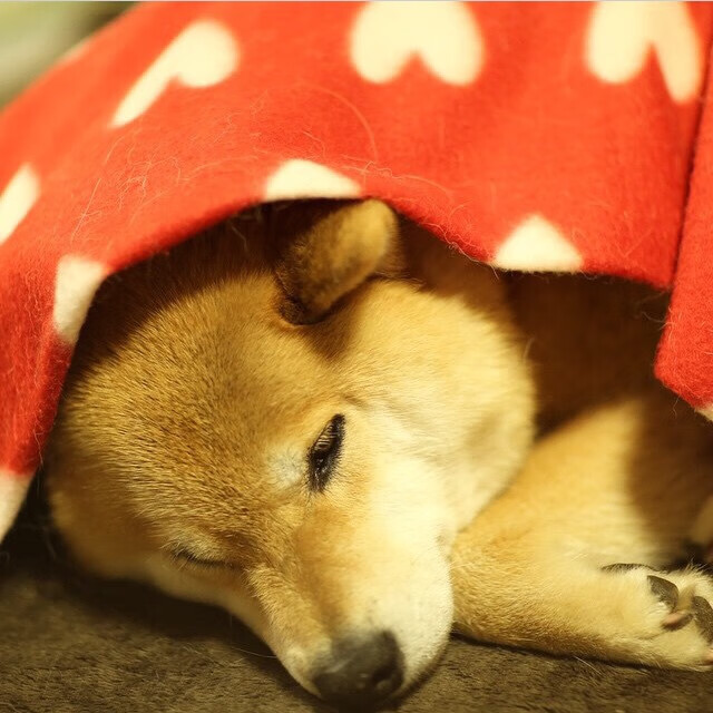 开云APP-墨西哥骑手卡洛斯·汉克在巴黎奥运会上首次亮相即夺得障碍赛银牌，表现出色。