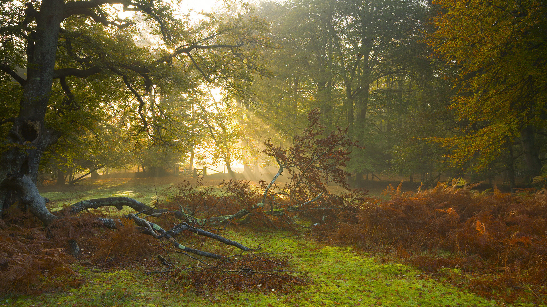 开云中国官网-复出首战：明星球员带队冲击胜利！，nba复出球员