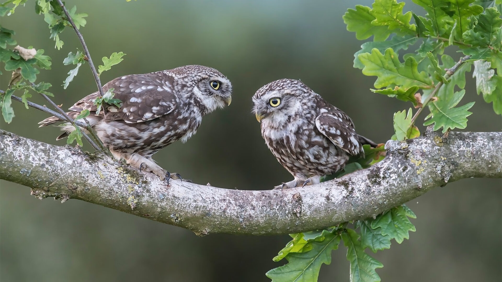意甲高效率射门，精彩进球和守门神扑救成为焦点，意甲射门榜
