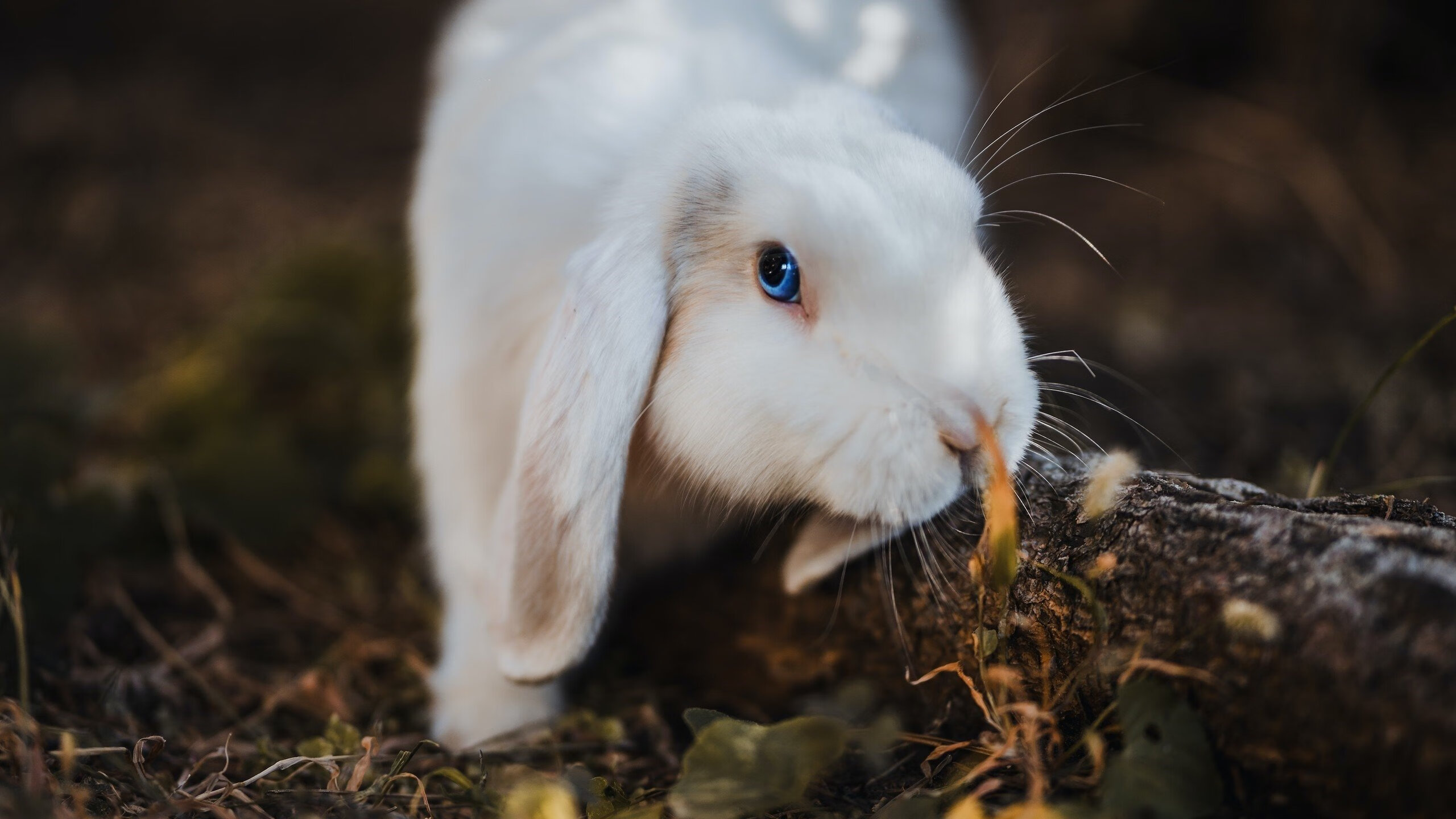 开云体育娱乐-勒沃库森客场惨败，冠军梦想黯然失色，勒沃库森在哪个城市