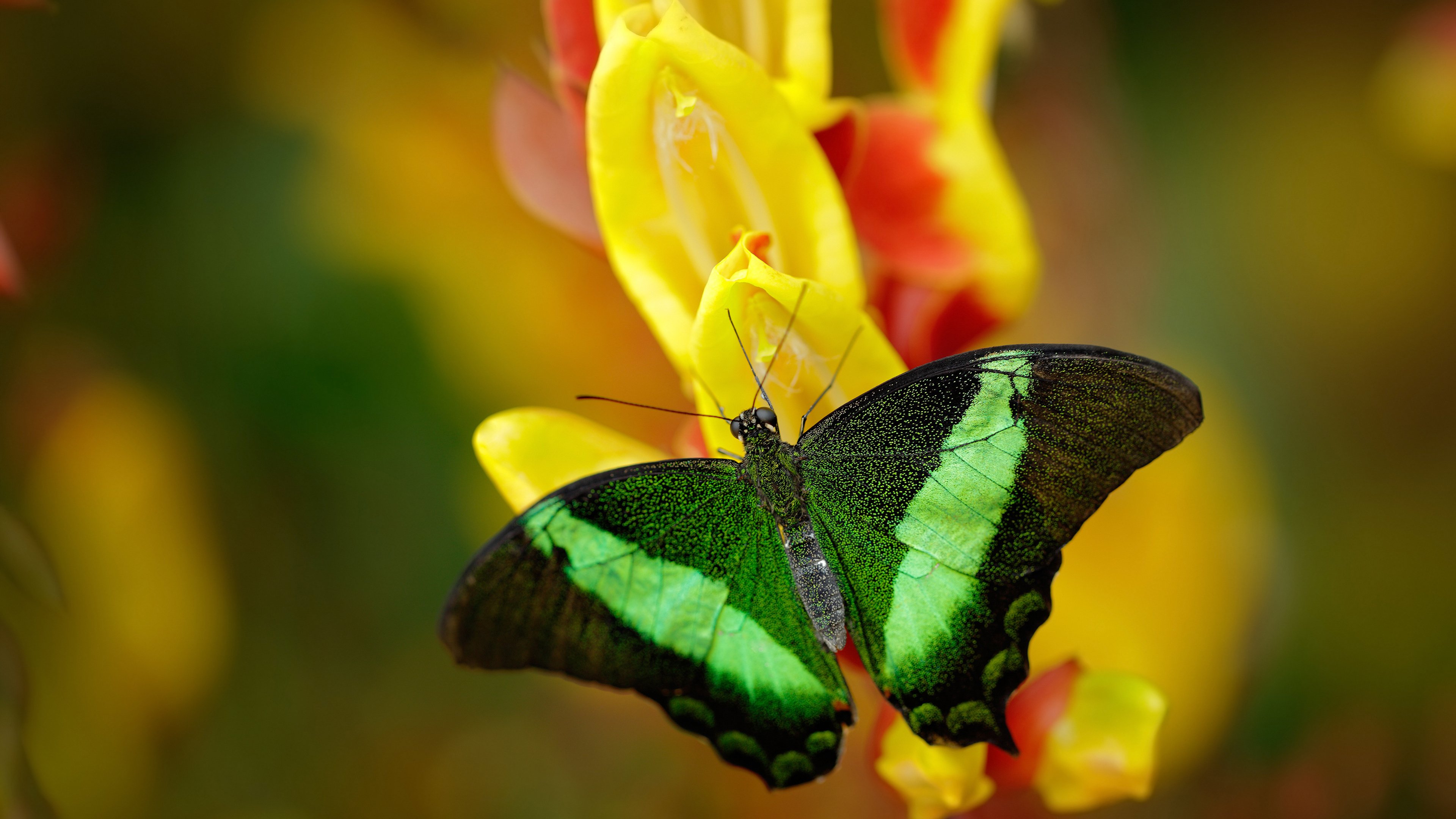 惊心动魄,谁将在终极对决中脱颖而出?,终极对决是谁演的