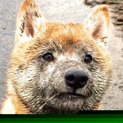 曼联主场战胜狼队,英超联赛中的传统豪门取得胜利,曼联vs狼队阵容