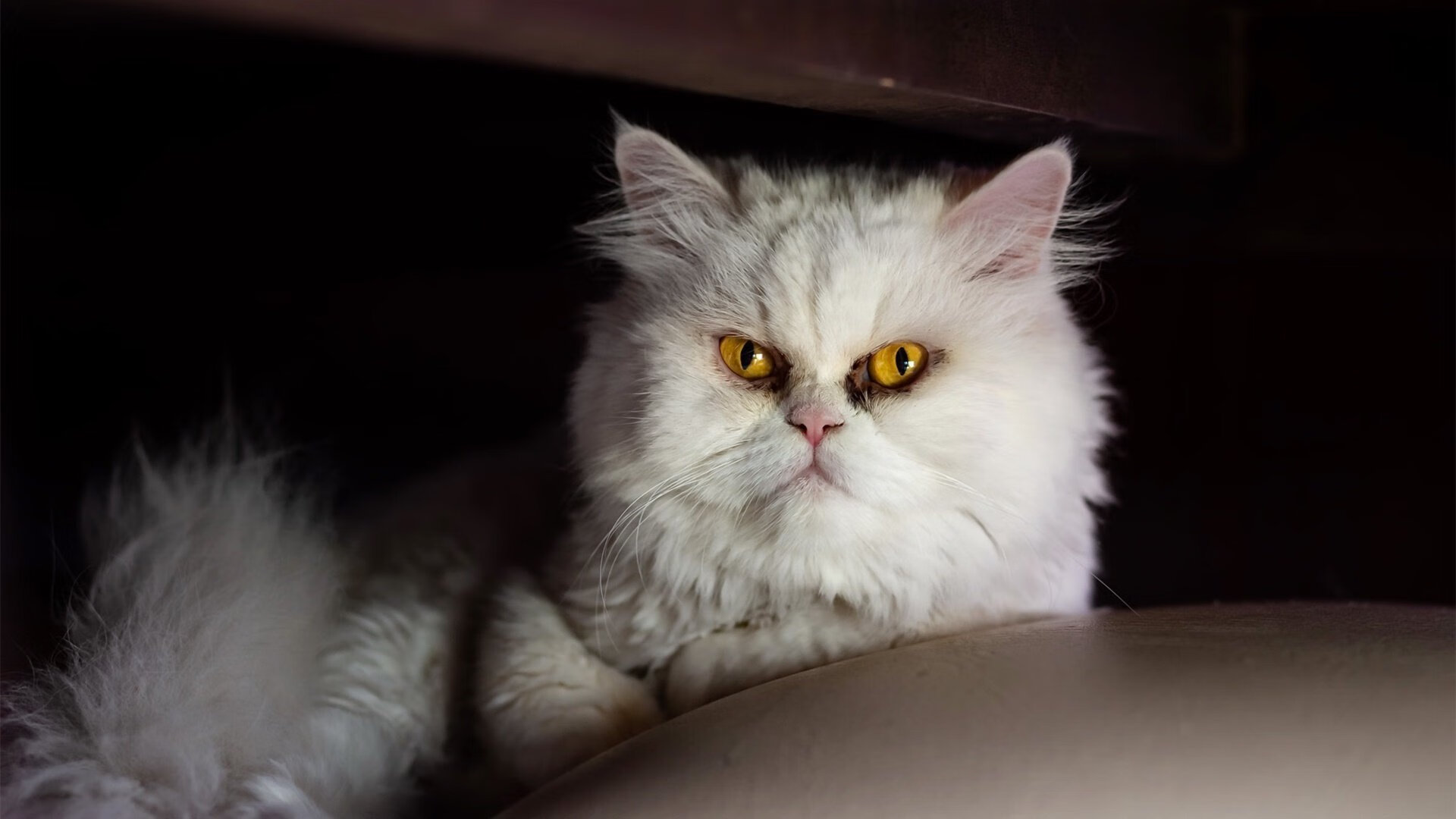 开云-火箭板凳席贡献亮眼主场告捷，火箭篮板