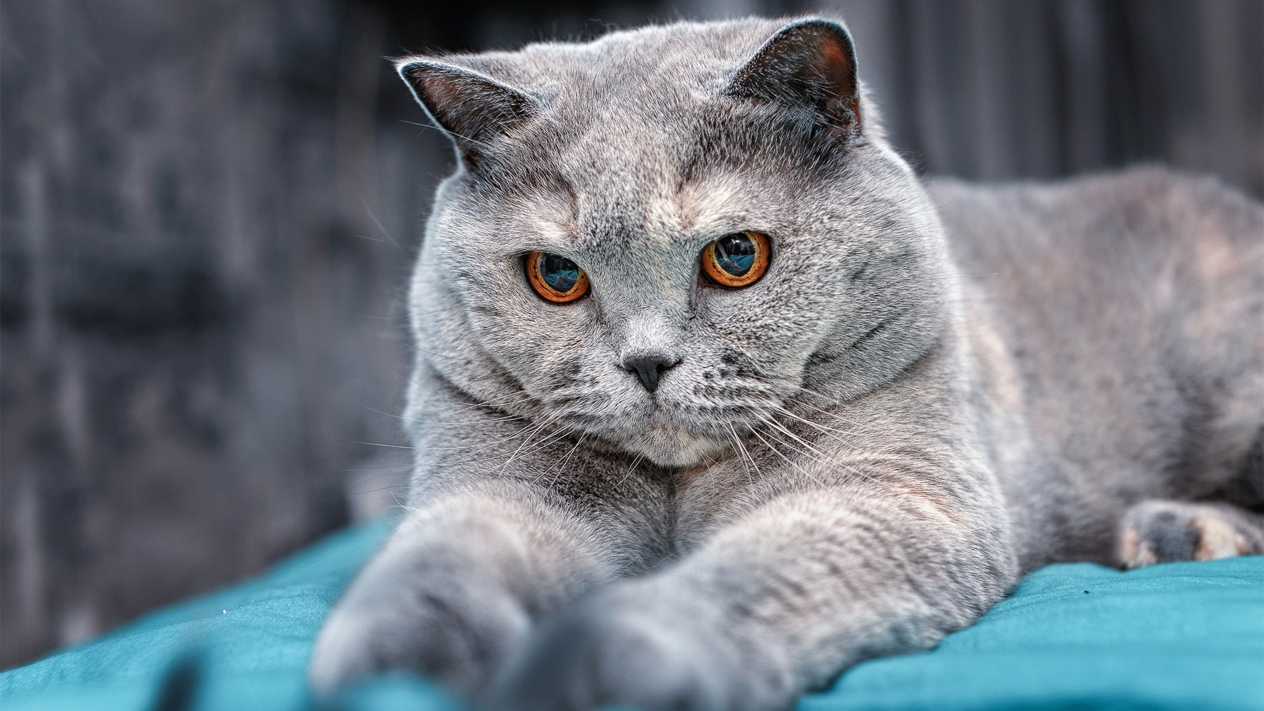 马德里竞技主场3-1逆转莱加内斯,收获三分,马德里竞技进球