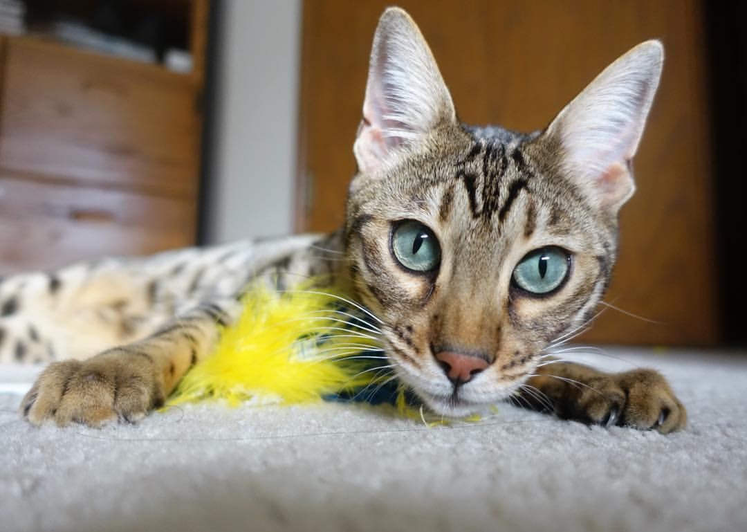 CBA球队打造数据驱动型训练系统,cba数据分析团队