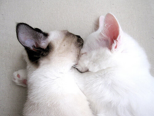 史密斯自由泳200米再创佳绩,史密斯和自由深蹲