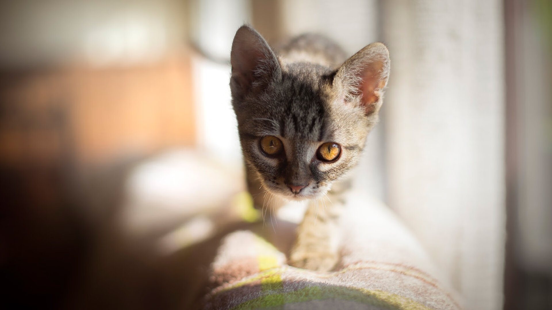 卡普尔突破力强,袋鼠队在比赛中多次通过他完成进攻得分,卡尔美袋鼠皮