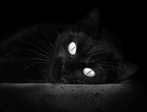 张雨霏接力比赛中发挥稳定表现出色,张雨菲 接力