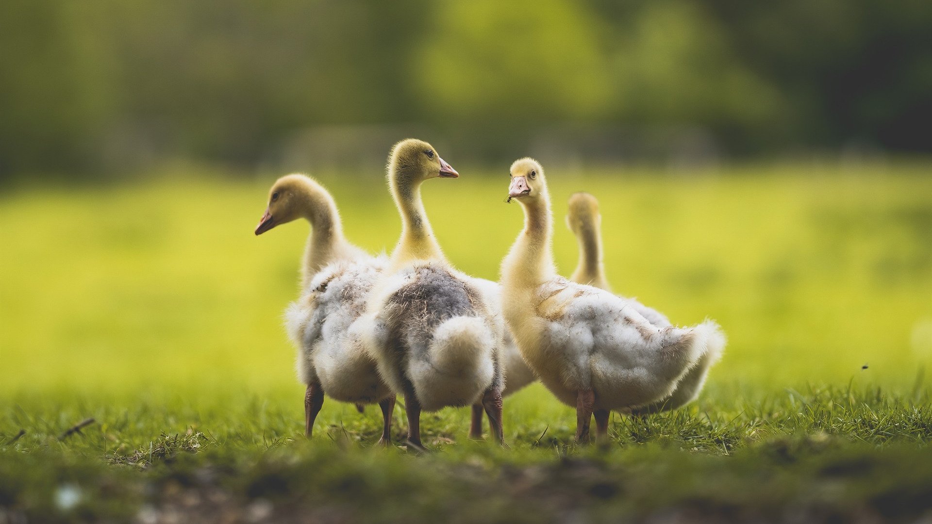 开云体育平台-法甲年轻力量：新星崭露头角引领未来，法甲年龄限制